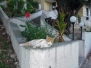 Greek Cats